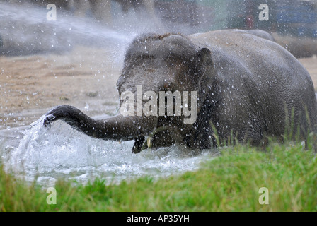 Elefanten Baden im Wasser im Münchner Zoo, Tierpark Hellabrunn, Bavaria, Germany Stockfoto