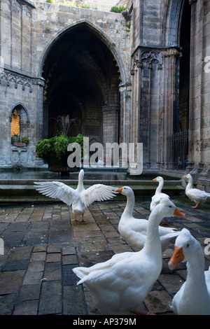 Gänse im Kloster, Kreuzgang, La Seu Kathedrale de Santa Eulalia, Barri Gotic, Barri Gòtic, Barcelona, Ciutat Vella, Catal Stockfoto