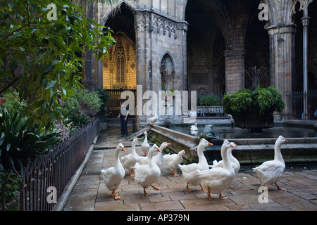 Gänse im Kloster, Kreuzgang, La Seu, Kathedrale de Santa Eulalia, Barri Gotic, Ciutat Vella, Barcelona, Spanien Stockfoto