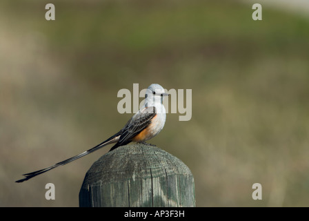 Schere – Tailed Fliegenfänger. (Tyrannus Forficatus) auf einem Pfosten. Stockfoto