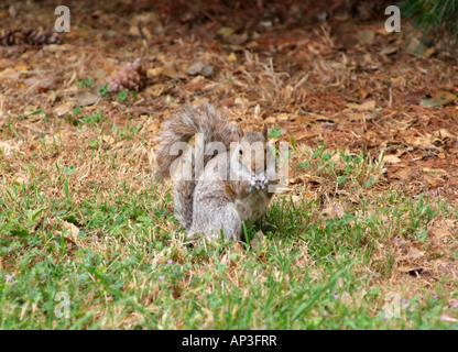 Grauhörnchen auf dem Boden in Washington DC USA Amerika USA Stockfoto