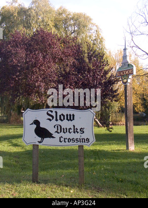 Langsame Enten überqueren anmelden Blackmore Dorf in der Nähe von Chelmsford Essex GB Stockfoto