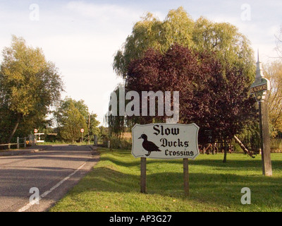 Langsame Enten überqueren anmelden Blackmore Dorf in der Nähe von Chelmsford Essex GB Stockfoto