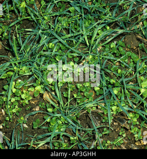 Ackerland jährliche breit rotblättrige Unkraut in einer jungen Weizenernte Stockfoto