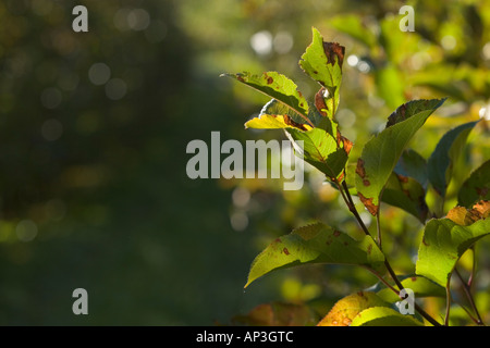 auf Zweigen der Apfelbaum herbstlichen in Farbe drehen lässt Stockfoto