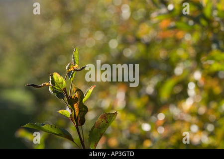 auf Zweigen der Apfelbaum herbstlichen in Farbe drehen lässt Stockfoto