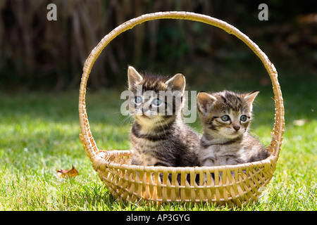 Junge Hauskatzen in Korb Stockfoto