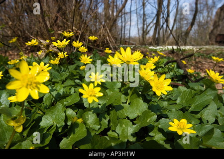 Gelbe Blumen, kleinen Schöllkraut, Ranunculus Ficaria, Bayern, Deutschland Stockfoto