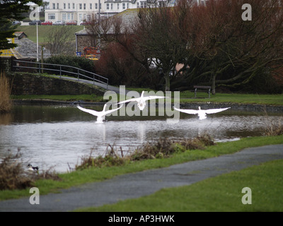 Drei Schwäne kommen in landen auf Bude Canal, Cornwall, UK Stockfoto