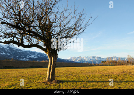 Unterfeld Richtung Saentis Berg im Winter, Triesen LI Stockfoto