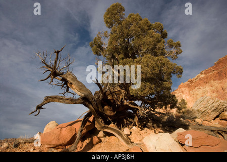 Alten Utah Juniper Tree Juniperus Osteosperma in Capitol Reef Nationalpark Utah USA Stockfoto