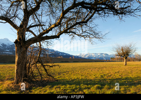 Unterfeld Richtung Saentis Berg im Winter, Triesen LI Stockfoto