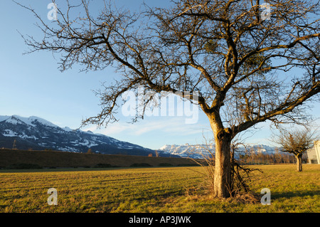 Unterfeld Richtung Saentis Berg im Winter, Triesen LI Stockfoto