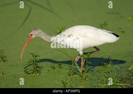 White Ibis (Eudocimus albus) auf der Suche nach Essen Green Cay Nature Center Delray Beach, Florida USA Stockfoto