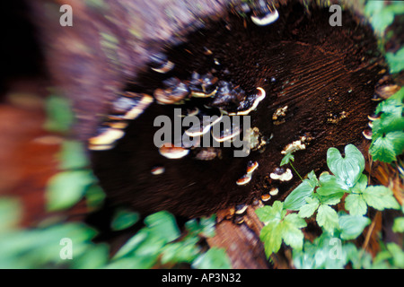 Halterung Pilze auf einem Baumstamm Olympic Nationalpark Washington Stockfoto