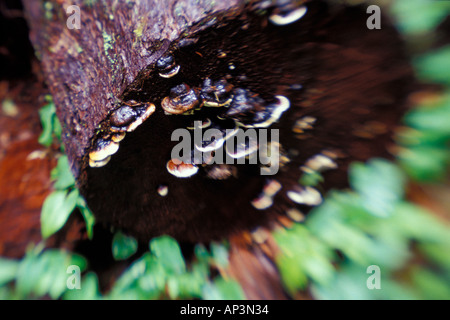 Halterung Pilze auf einem Baumstamm Olympic Nationalpark Washington Stockfoto