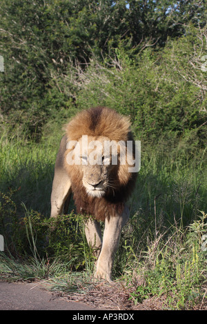 afrikanischer Löwe, Panthera Leo, einzelne Erwachsene männliche Wandern Stockfoto