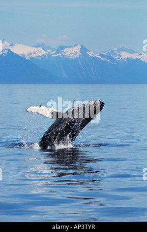 Ein Verstoß gegen Buckelwal in alaska Stockfoto