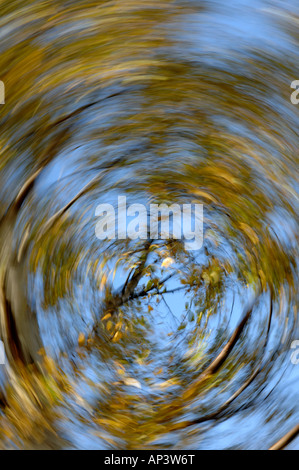 Herbst-Silber-Birke Stockfoto