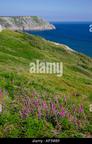 Fingerhut Digitalis Purpurea wachsen auf Cliff Nr drei Klippen Bucht, Halbinsel GOWER, SOUTH WALES, UK Pennard Klippen im Hintergrund Stockfoto