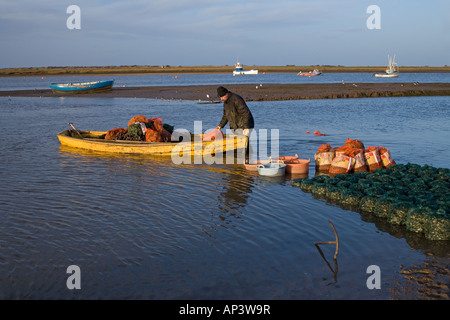 Fischer bringen geerntete Muscheln mit dem Boot für die Einstufung Brancaster Staithe Norfolk Winter Stockfoto