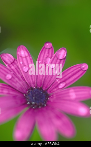 Osteospermum Flower mit Wasser fällt auf Blütenblätter Stockfoto