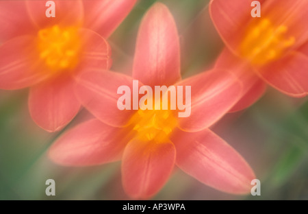 Verschwommenes Bild von drei rote Tulpe Blumen Stockfoto
