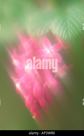 Unscharfes Bild mit roten 'Blühende Johannisbeere' Blüten Stockfoto