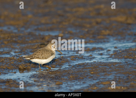 Alpenstrandläufer Calidris Alpina am Kiesstrand im winter Stockfoto