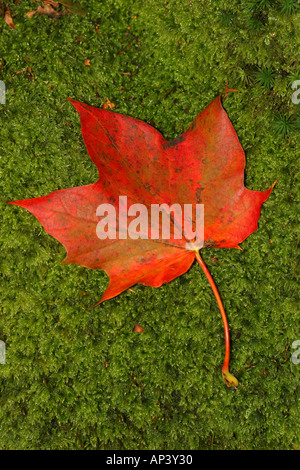 Herbst Ahorn Blatt Acer Pseudoplatanus auf Moos Stockfoto