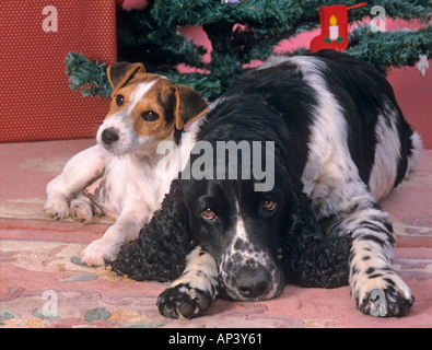 Englisch Springer Spaniel Jack-Russell-Terrier Stockfoto