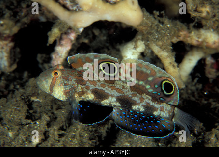 Papua Neu Guinea, Twin-Spot Grundel (Signigobius Biocellatus) Stockfoto