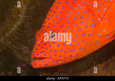 Papua Neuguinea, Milne Bay, Coral Cod (Cephalopholis Miniata) Stockfoto