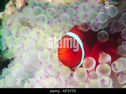 PauPau-Neu-Guinea, Great Barrier Reef, Spinecheek Anemonefish (Premnas Biaculeatus) Birne gekippt Anemone (Entacmaea Qudricolor) Stockfoto