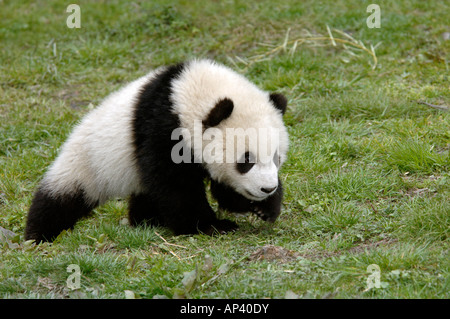 7 Monate alten Giant Panda Cub Ailuropoda Melanoleuca Wandern Wolong Sichuan China Stockfoto