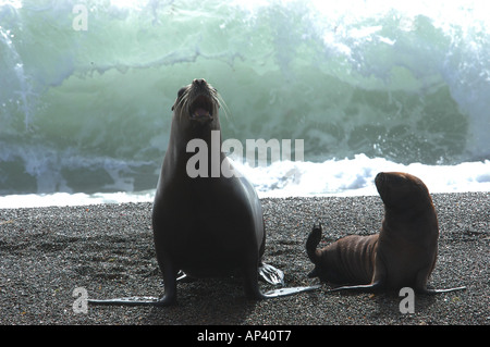 Südamerika, Argentinien, Valdes Halbinsel, Patagonien, Punta Norte Wildlife Reserve. Erwachsene Weibchen und Welpen Südliche Seelöwen Stockfoto