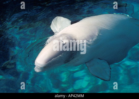 Beluga oder Weißwal oder Meer Kanarische Delphinapterus Leucas mit Schlag Loch Stockfoto