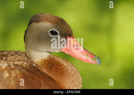 Schwarzbäuchigen Pfeifen Ente (Dendrocygna Autumnalis) Green Cay Natur Zentrum Delray Beach Florida USA Stockfoto