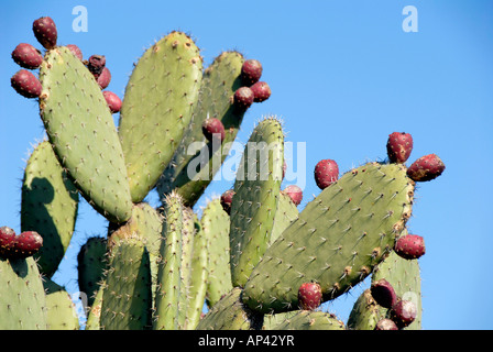 Nopal Kakteen gegen den klaren blauen Himmel, Meico Stockfoto