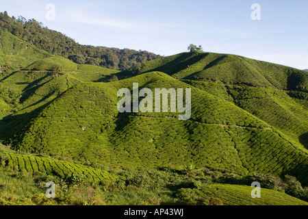 Teesträucher bilden was oft als "grünen Teppich" beschrieben wird, auf den Hügeln der Cameron Highlands, Malaysia. Stockfoto