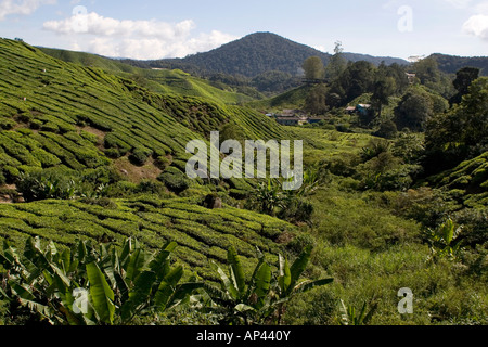 Ein Teeplantagen in den Cameron Highlands, in der Nähe der Stadt Tanah Rata. Stockfoto