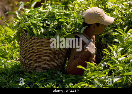 Ein Arbeiter trägt die Teeblätter, die er in einem Korb auf dem Rücken und bewegt sich, gezupft hat, so dass er mehr Tee auswählen kann. Stockfoto