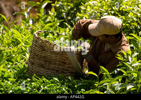 Ein Arbeiter quetscht hinunter die Teeblätter, die er tief in seinem Korb gezupft hat, so dass er mehr Tee auswählen kann. Stockfoto