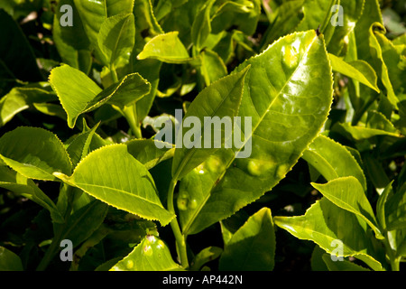 Teeblätter unter der Sonne in den Cameron Highlands. Stockfoto