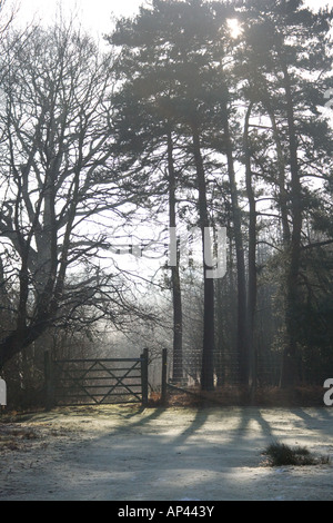 Am frühen Morgen Licht und Frost durch Bäume im mersham le Limousine Deer Park zwischen Ashford und Brabourne Lees, Kent, England, Großbritannien Stockfoto