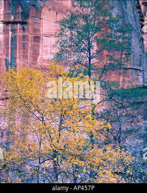 Erle und Box Elder Bäume vor Supai Sandstein Wand in West Fork des Oak Creek, Sedona, Arizona. Stockfoto