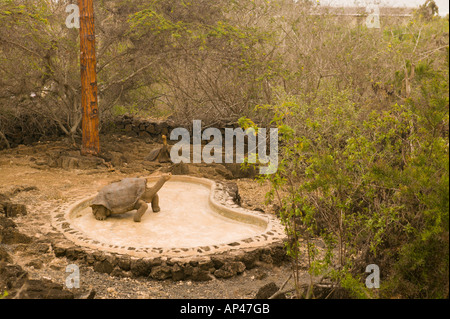 Ecuador, Santa Cruz Island, Galapagos Islands National Park, Lonesome George-Giant Tortoise Stockfoto