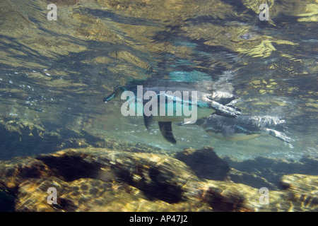 Ecuador, Bartholomé Insel, Galapagos-Inseln Nationalpark Galapagos Pinguine (Spheniscus Mendiculus) Stockfoto