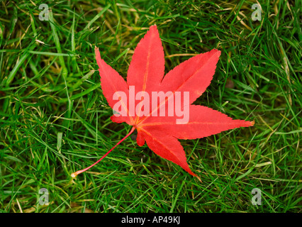 Eine einzelne rote Ahornblatt aus der Acer-Baum auf dem Rasen Stockfoto
