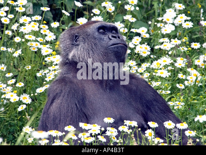 Flachlandgorilla dösen in der Sonne Stockfoto
